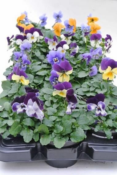 VIOLA CORNUTA-HYBRID 'Mix', D 9