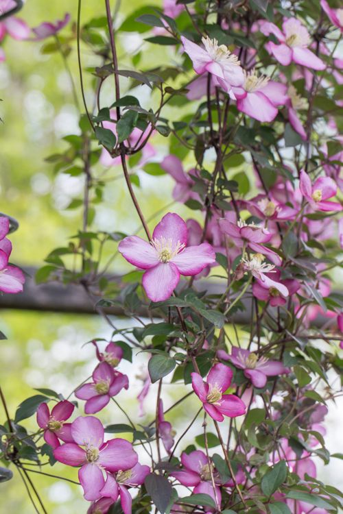 Clematis montana 'Van Gogh' +light label, D 15