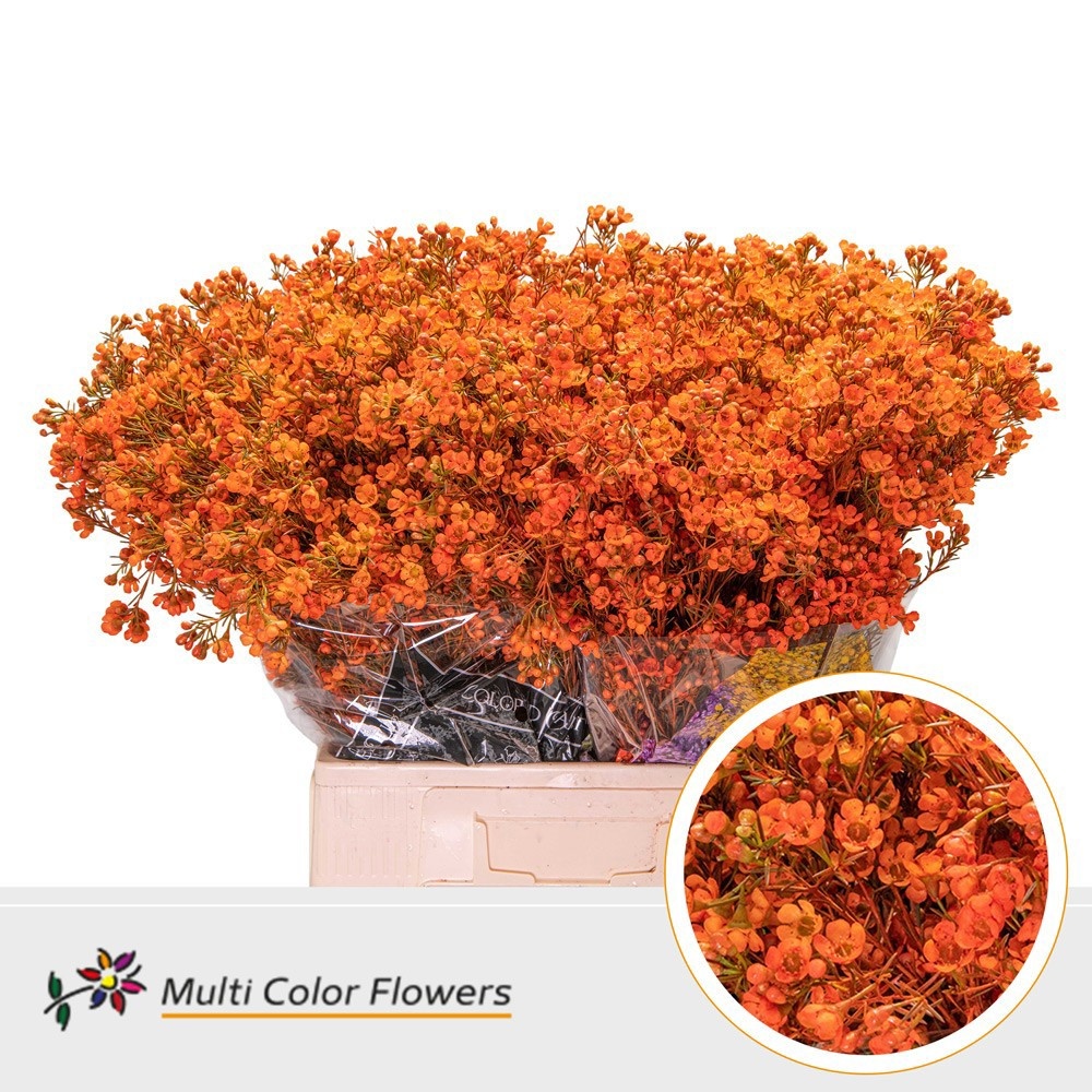 Шамелациум Овериг Крашеный (краш. ) 70, шт.