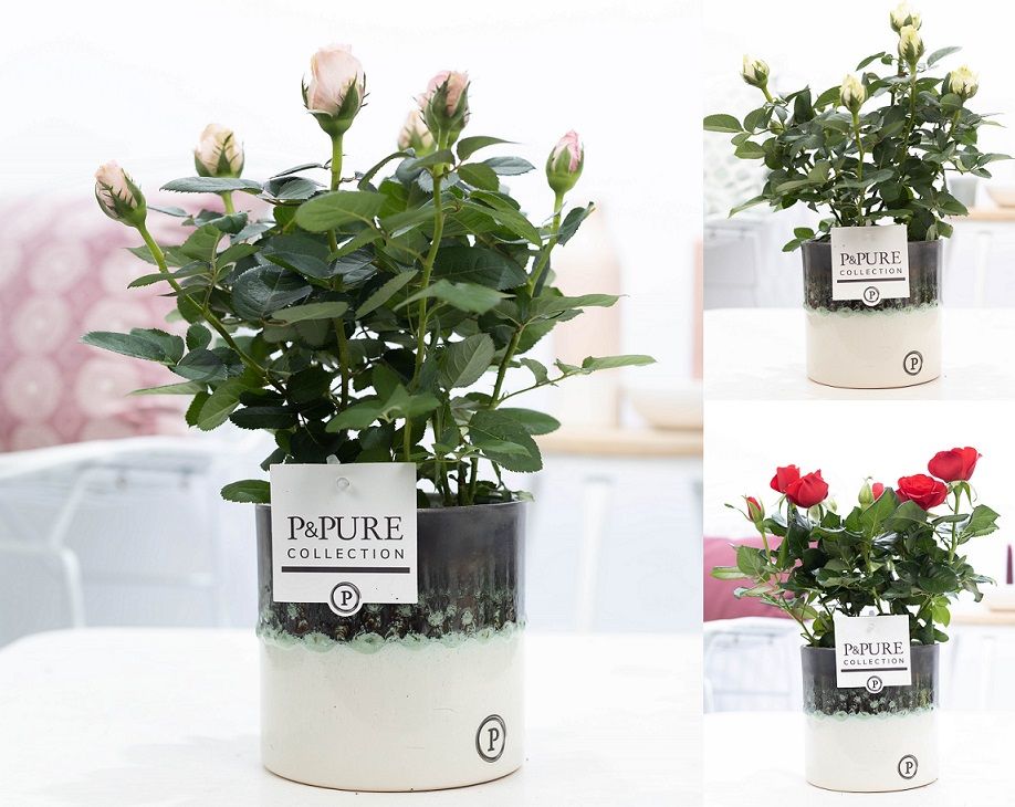Rosa gemengd in P&PURE Illusion cer. perfectly imperfectable, D 12
