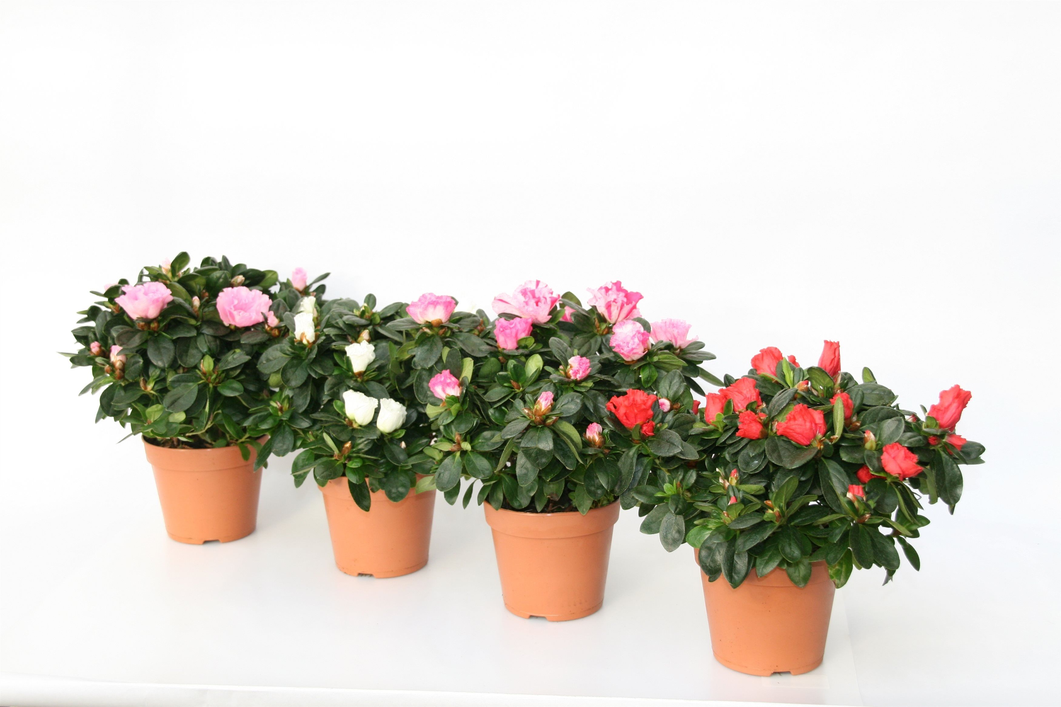 014 : Azalea vogel mix kleuren pot 12 cm diameter 22 cm, D 12 cm