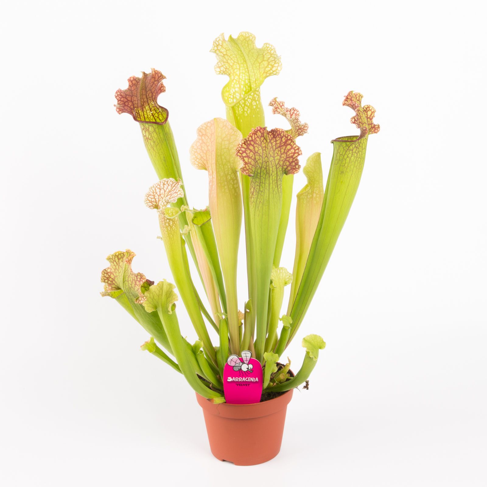 Sarracenia velvet, D 12