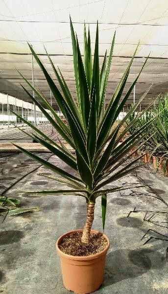 YUCCA PUCK C-10L, D 25