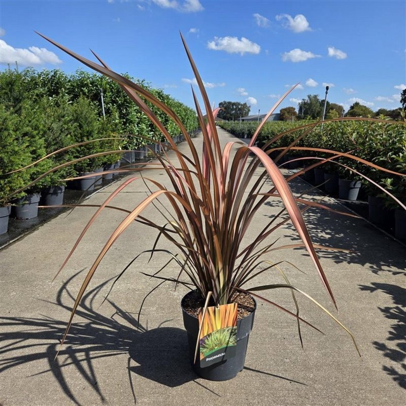 Phormium 'Pink Panther', D 29