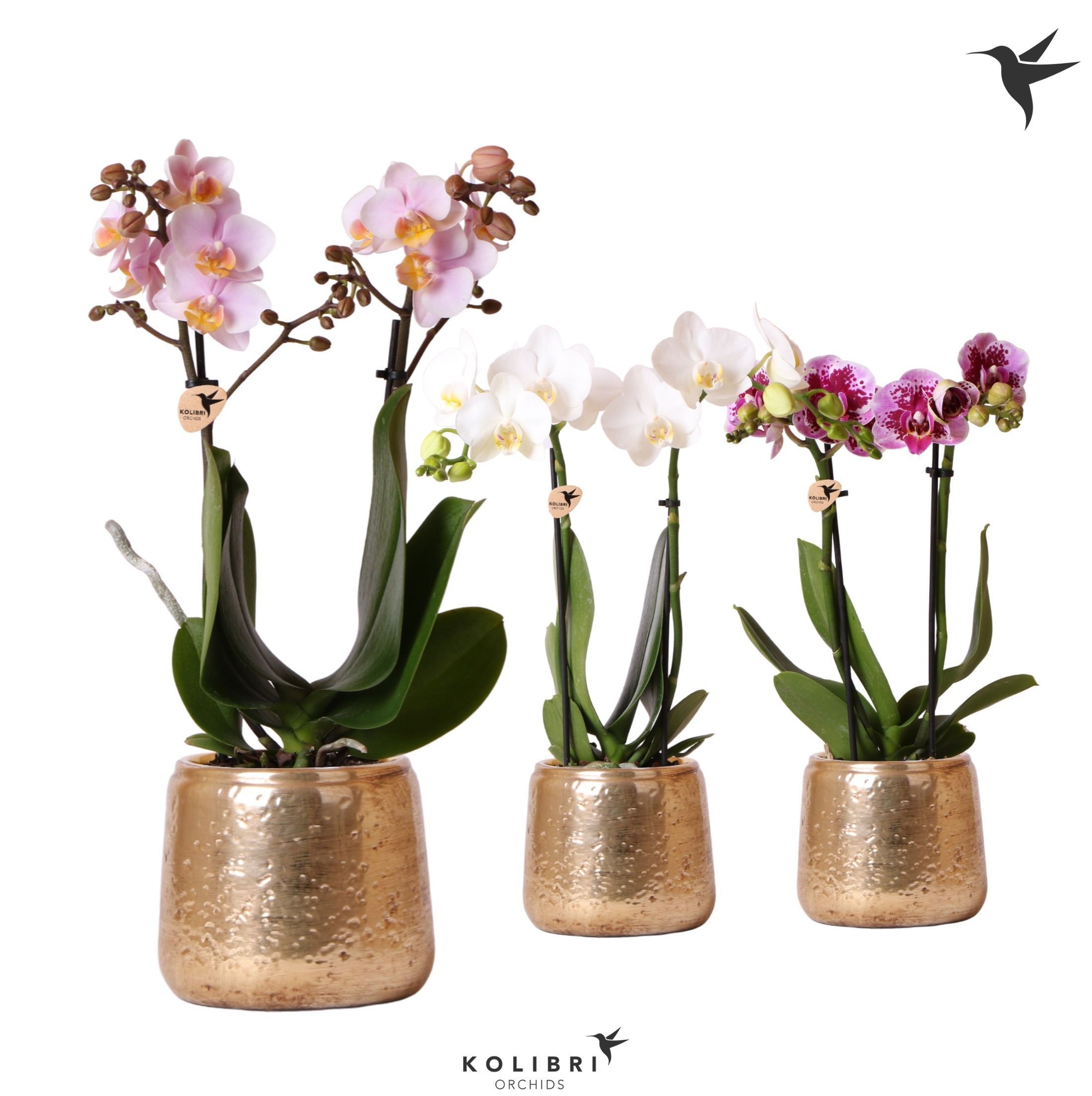Kolibri Orchids Phalaenopsis mix 2 spike in Luxury pot gold, D 9