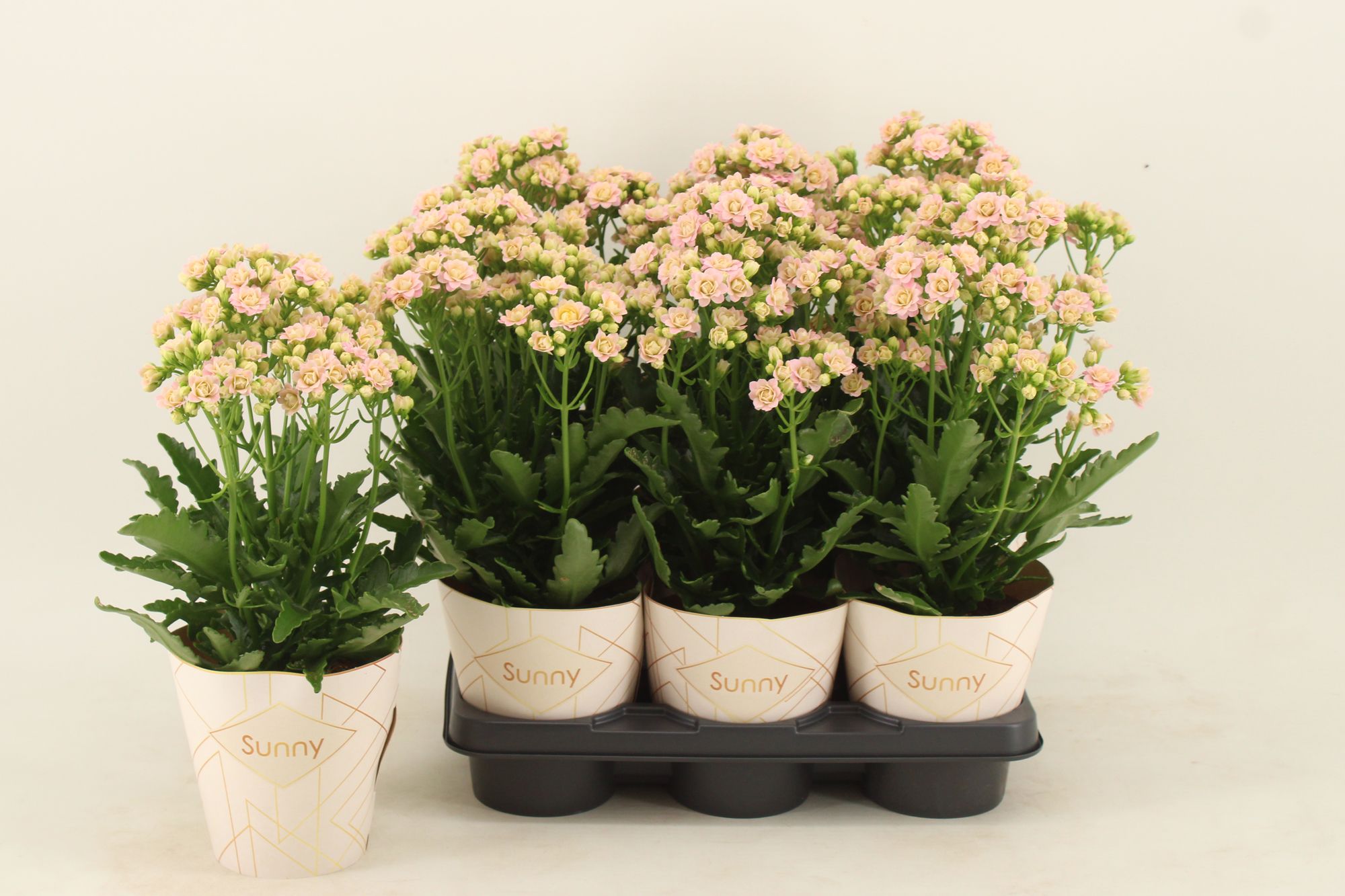 Kalanchoe Sunny Pink, D 14