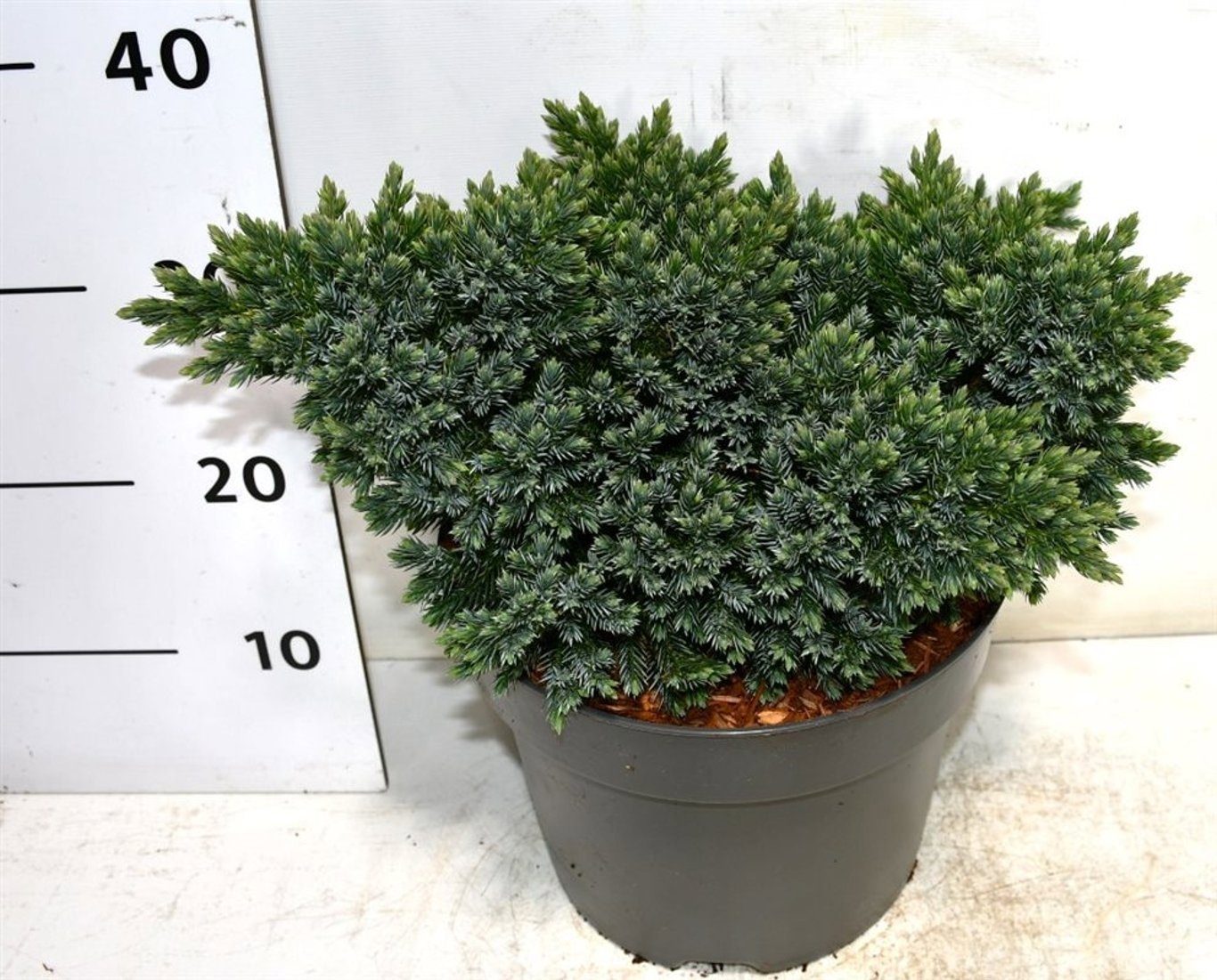 Juniperus squamata 'Blue Star', D 26