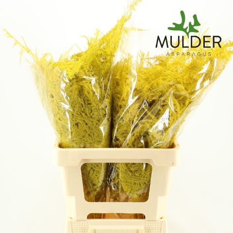 Аспарагус Овериг Крашеный (краш. ) 65, шт.