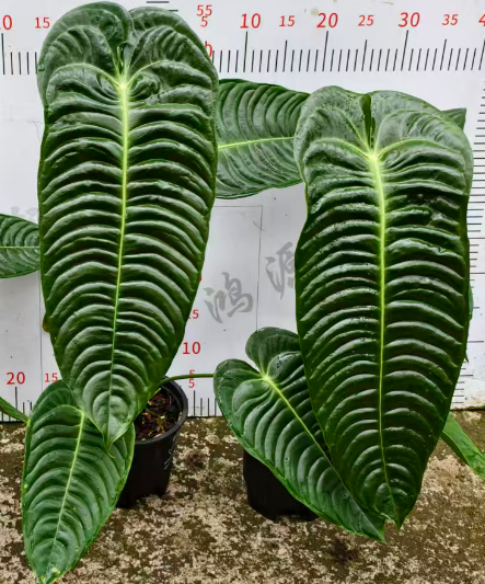 Антуриум 0.5-галлон Фламинго Кинг плант, лифс 40 км лонг 12 55-60 12 55