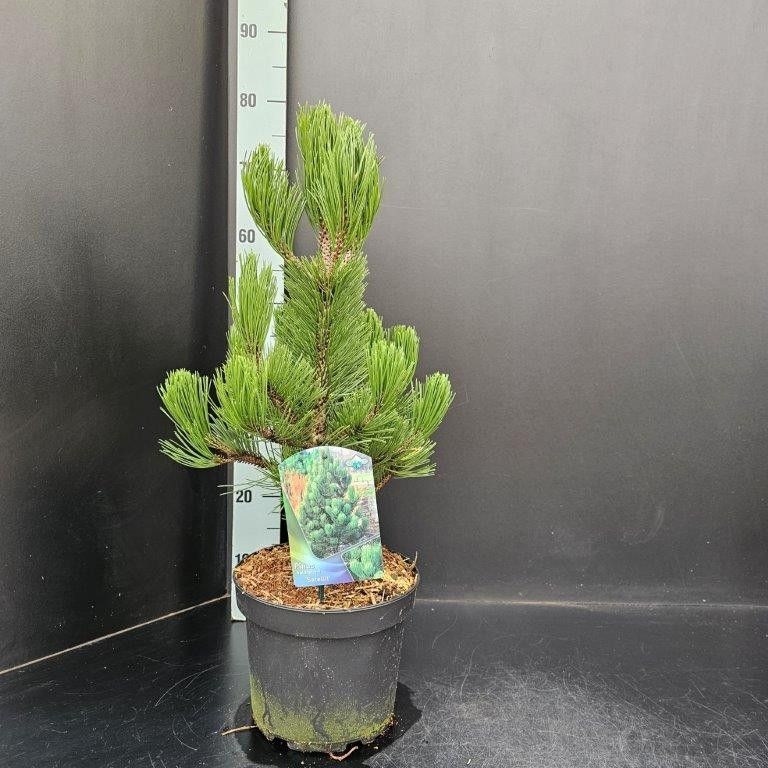 Pinus heldreichii Satellit, D 23