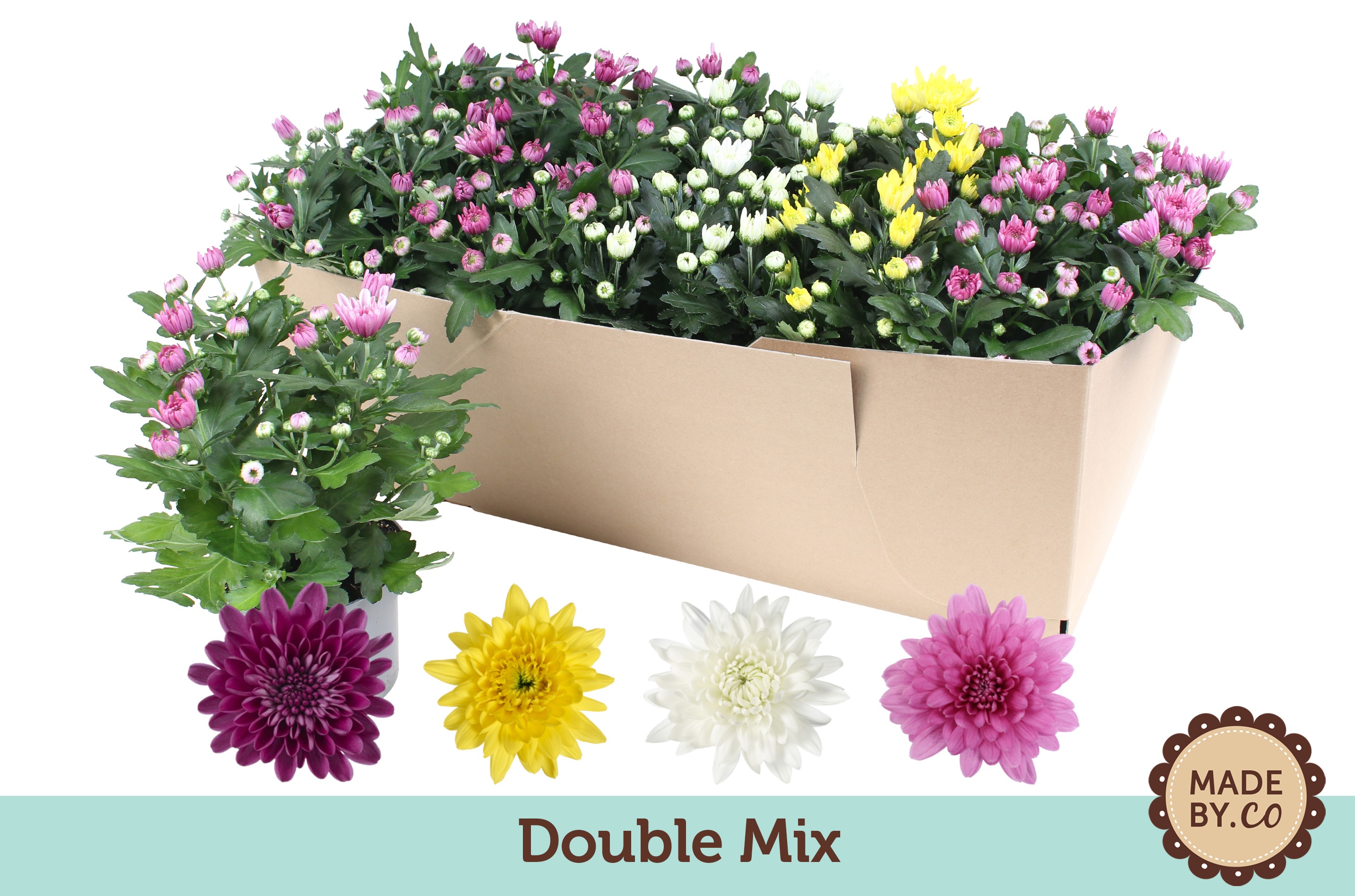 Chrysant Double Mix in SV.Box, D 12