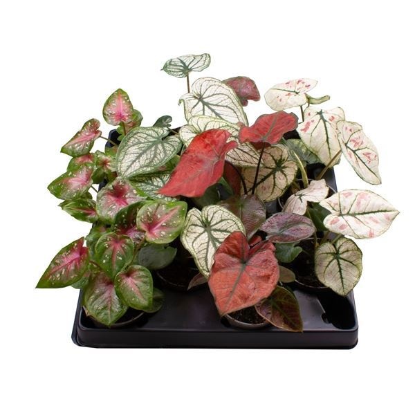 Caladium Mix 6 cm, D 6 cm