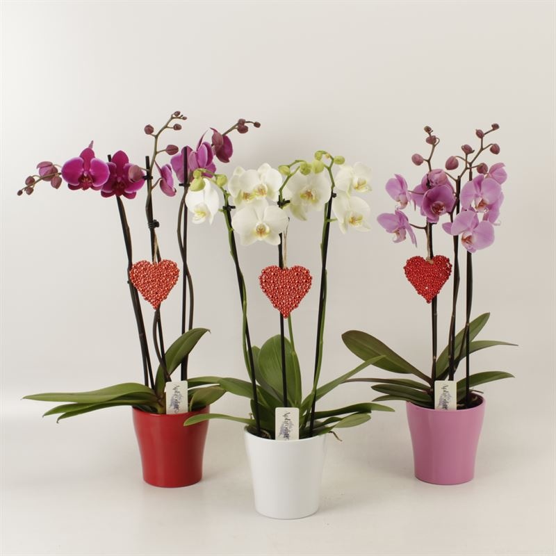 Phalaenopsis gemengd 3 tak gemengd in Valentijn keramiek met harthanger, D 12