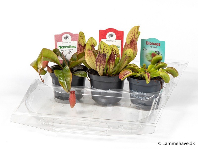Carnivorous plants 195 'Mix', D 9