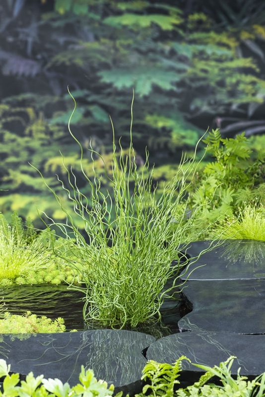 Juncus effusus 'Spiralis' (18x18), D 18