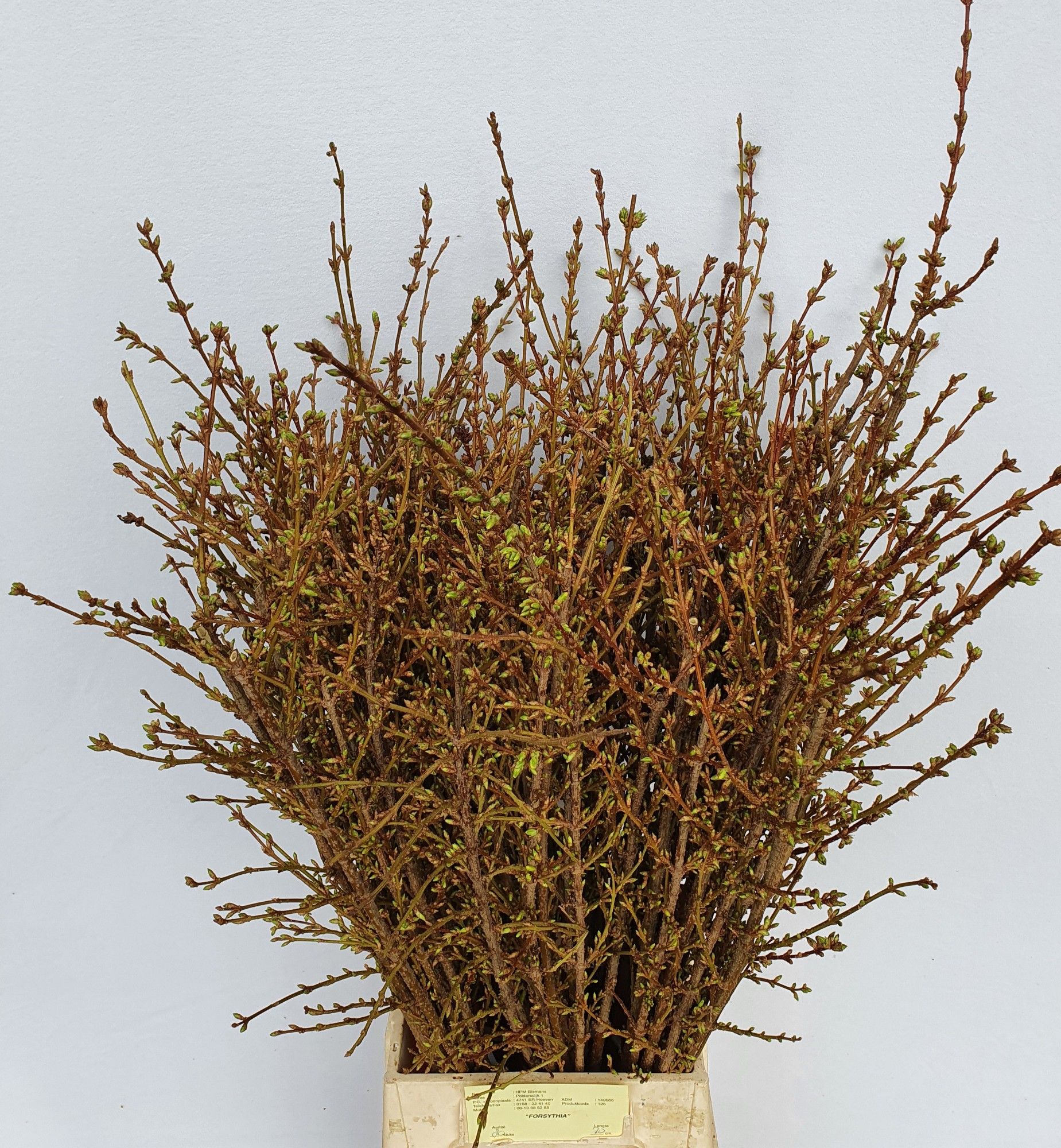 Форзиция Спектабилис 70 (желт.), шт.