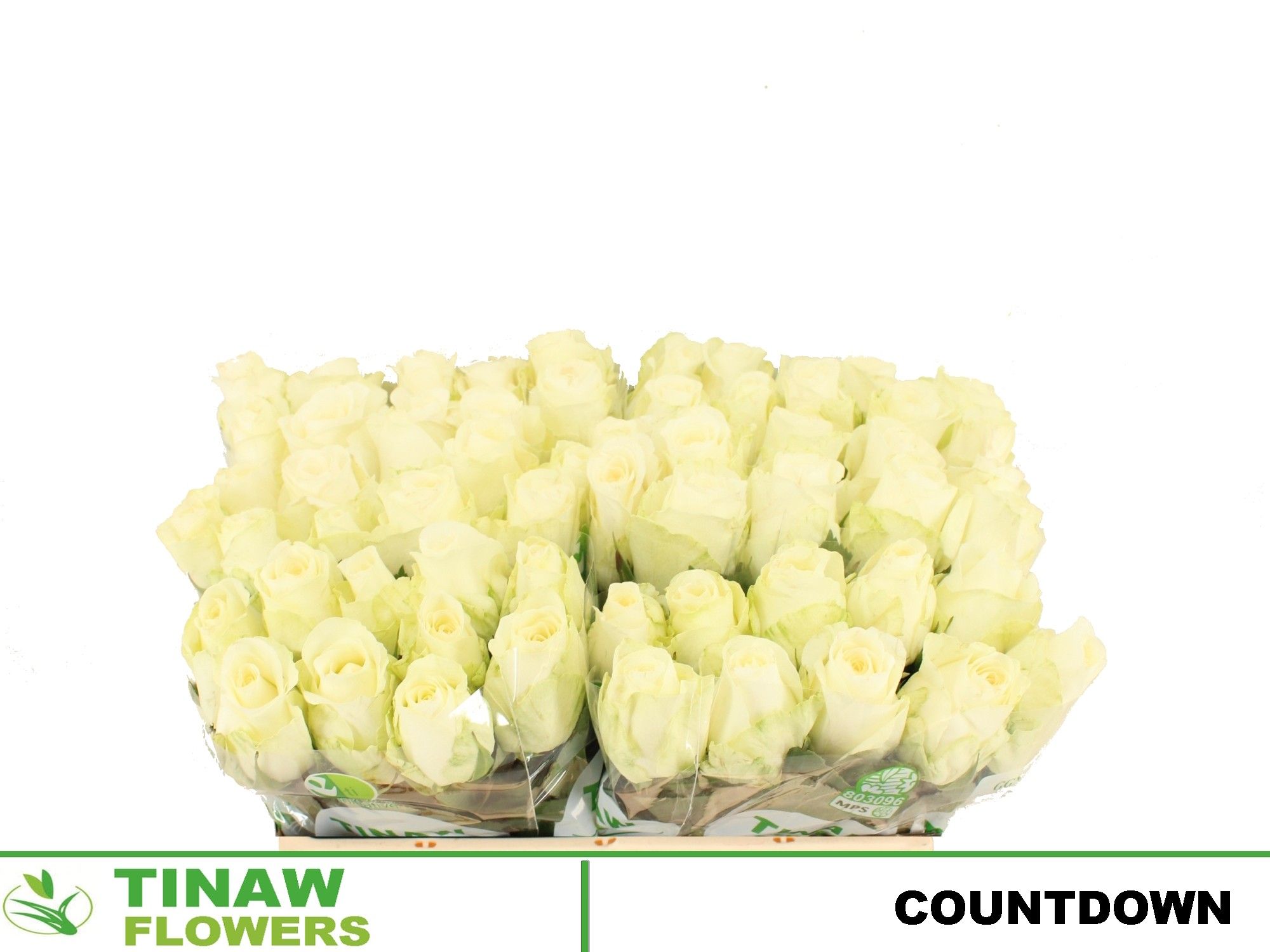 Роза од. Каунтдаун! 50, шт.