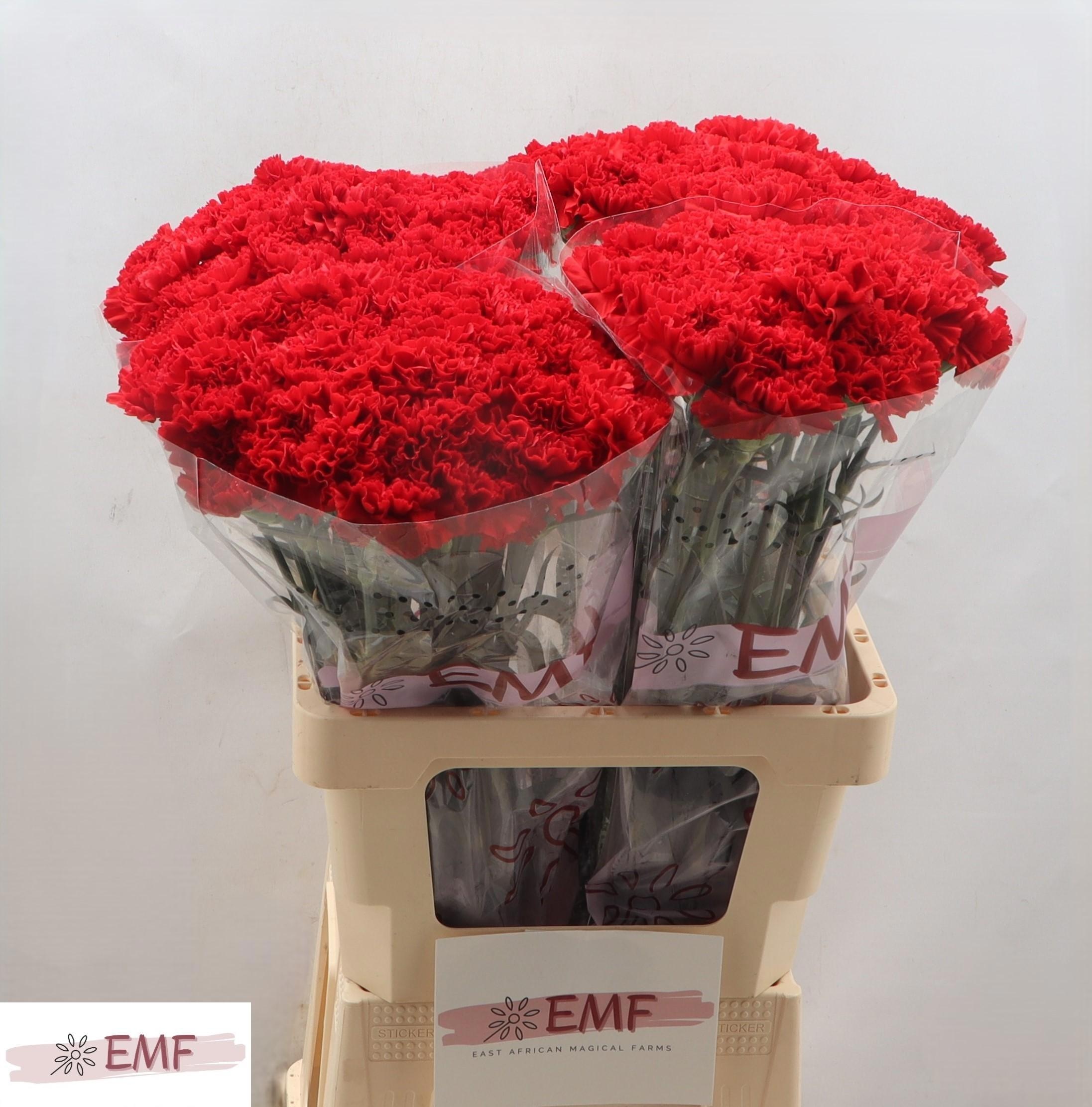 Диантус од. Пелайо, шт. Диантус од. Пелайо, шт.