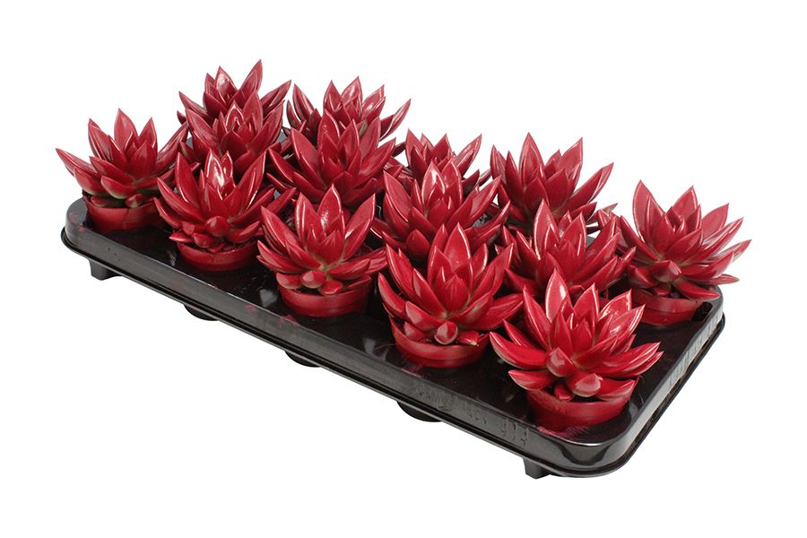 Miranda coloured red, D 8,5 cm