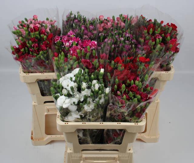 Диантус куст. Соломио Микс в баке, шт.