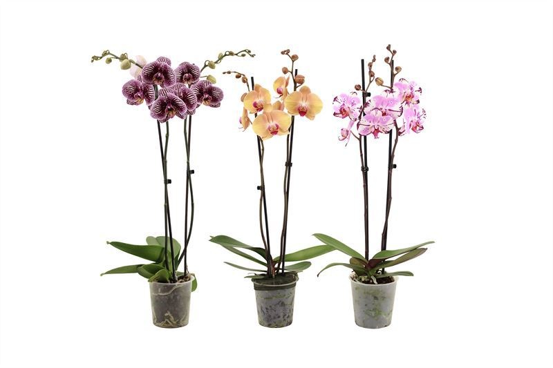 Phal mix special 2T16+, D 12