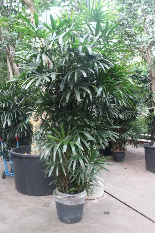 Rhapis excelsa, D 55