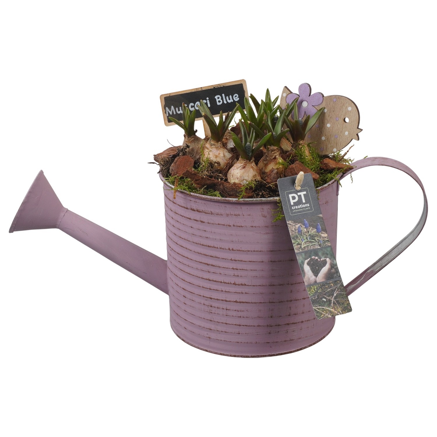 PTMB6131 Arrangement Muscari Blue in zink gieter, D 14