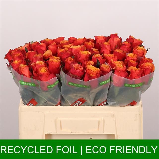 Роза од. Испания 50, шт.