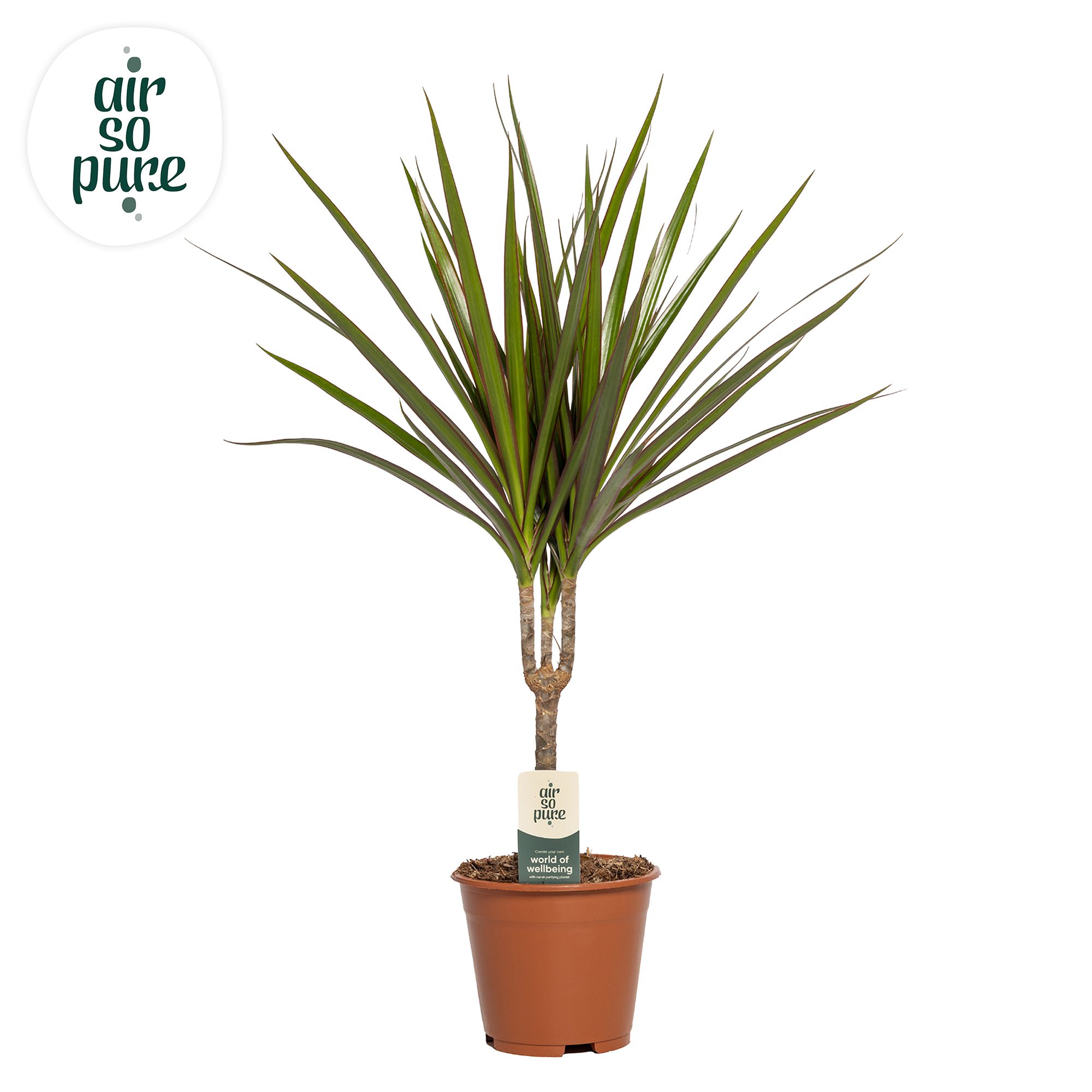 Dracaena Marginata p14 (Air so Pure), D 14