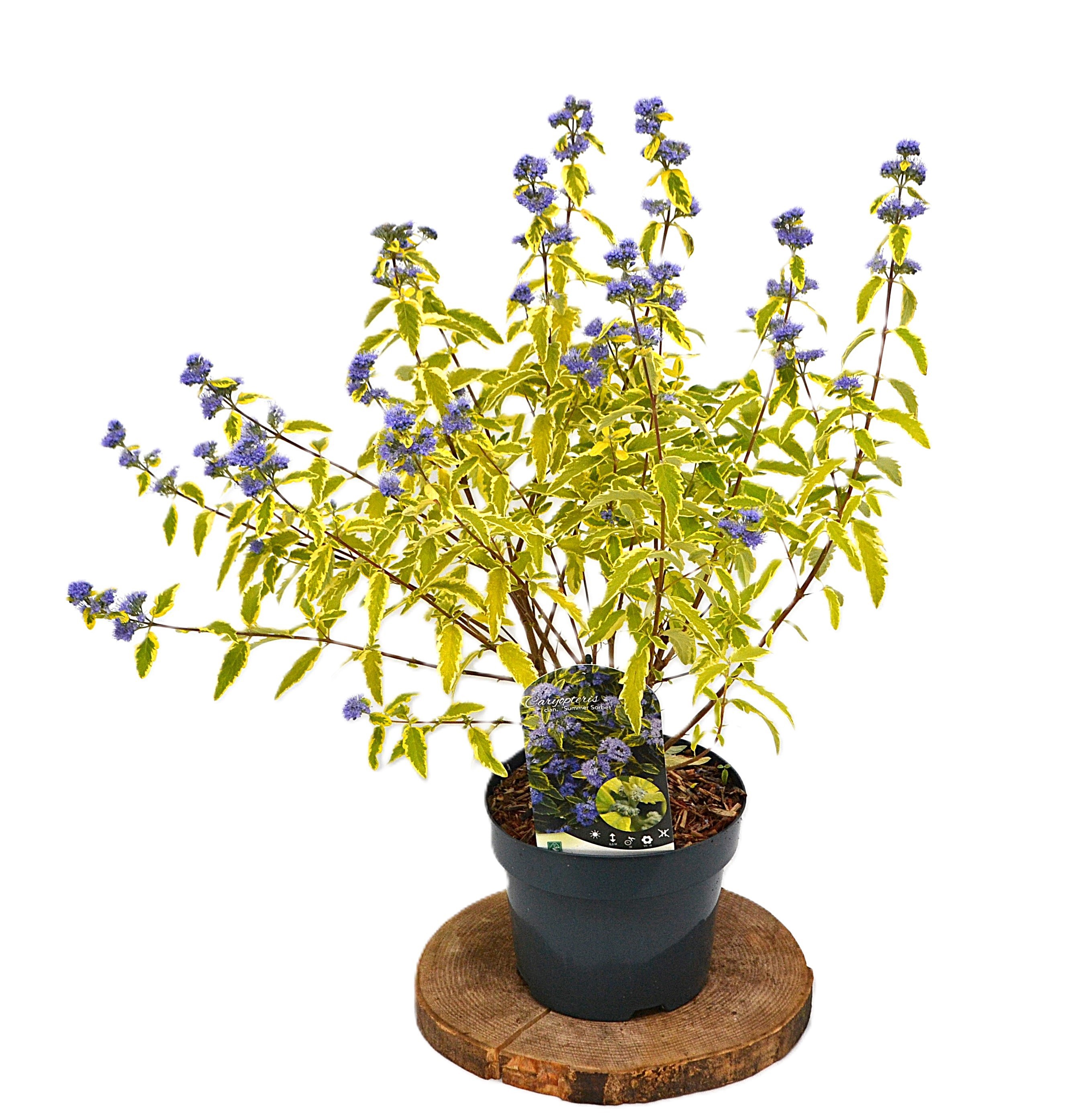 Caryopteris clandonensis Summer Sorbet C3, D 19