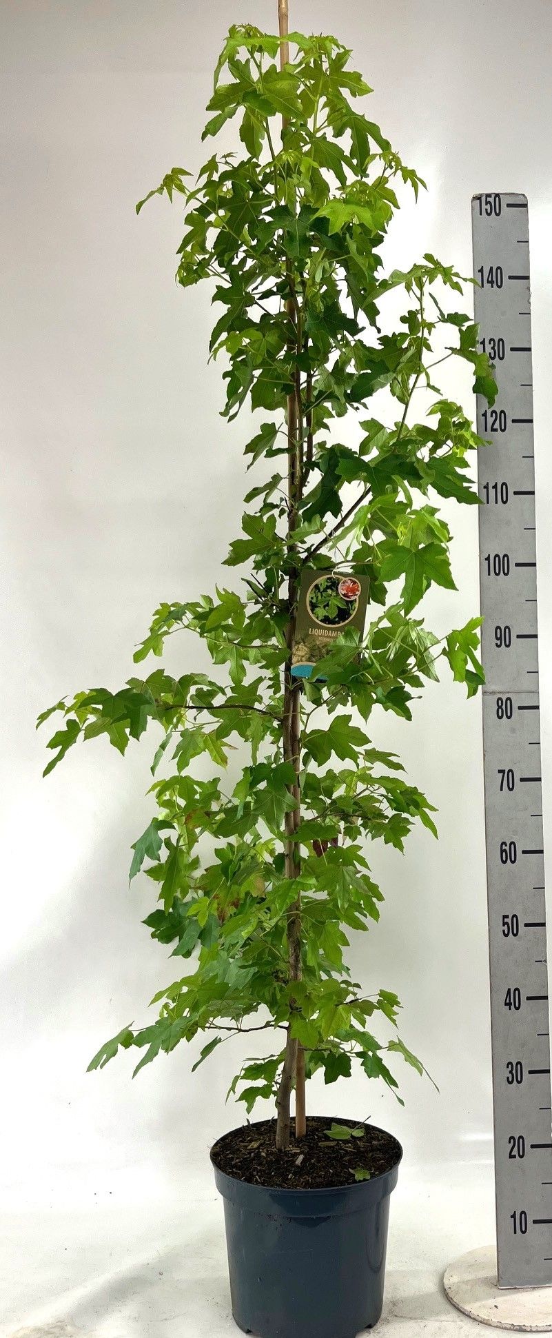 Liquidambar styraciflua 175-200, D 26