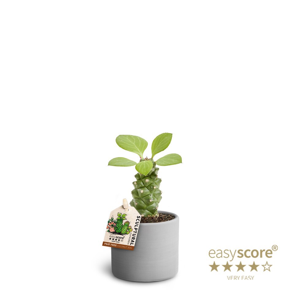EUPHORBIA RITCHIEI 40617554 Raw Grey, D 7 cm EUPHORBIA RITCHIEI 40617554 Raw Grey, D 7 cm