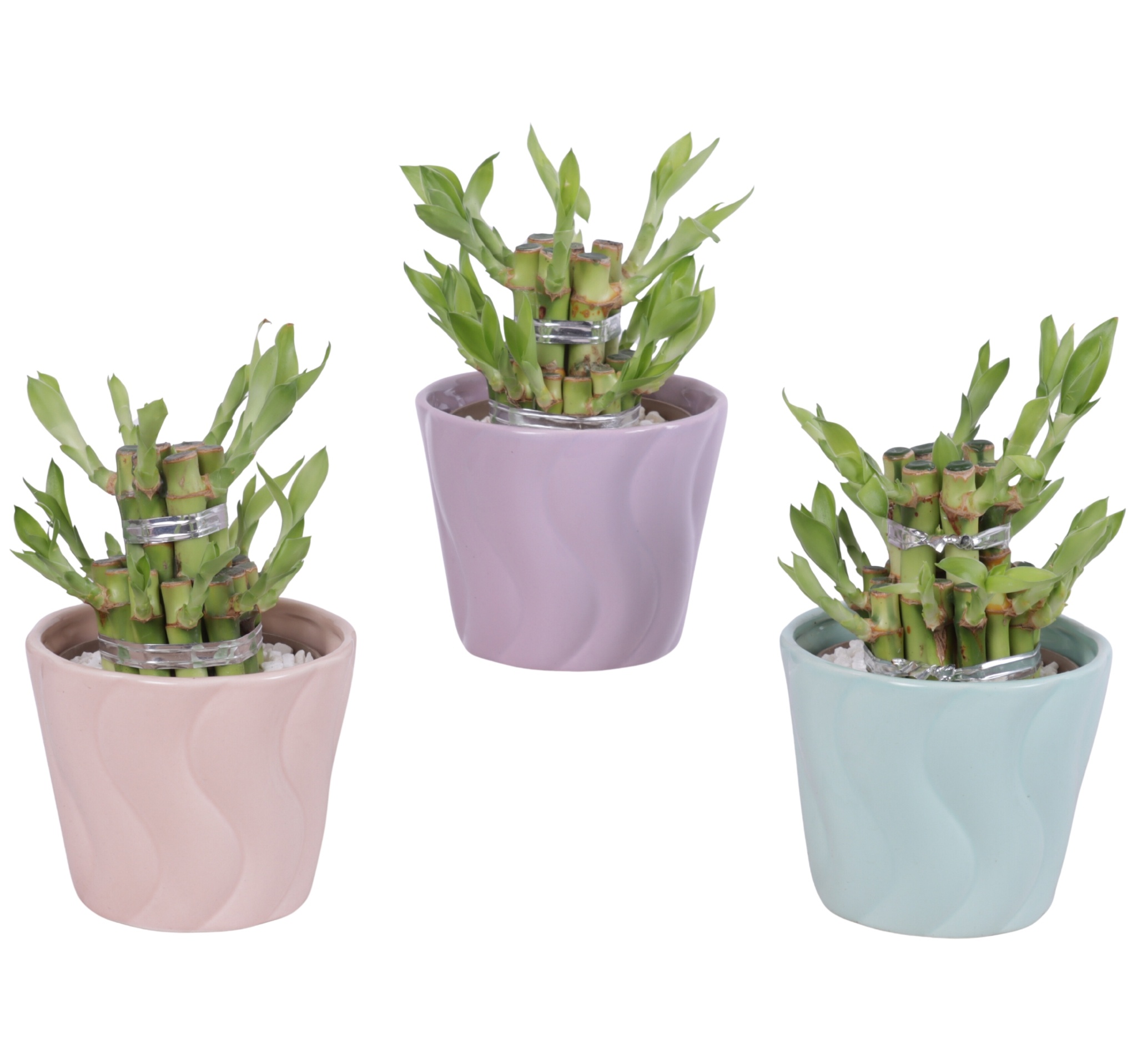 Lucky Bamboo Shape Round 2S Ø11cm Ceramic SE662, D 11