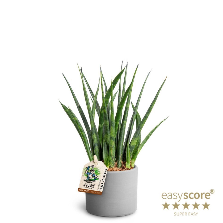 Raw Grey, Sansevieria ´Fernwood´, D 7