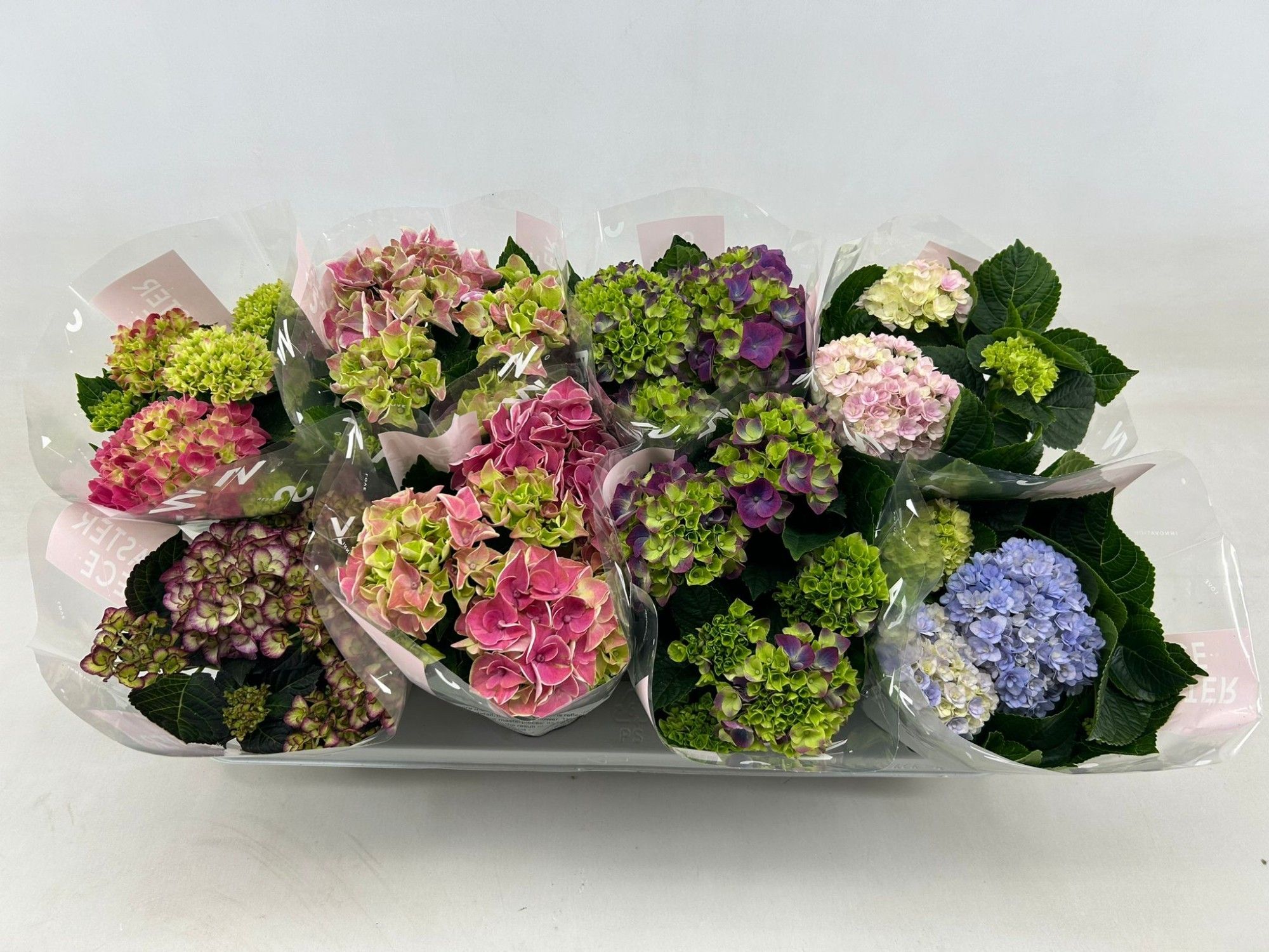 Hydrangea macr. 10cm Special Mix 3+bloem, D 10