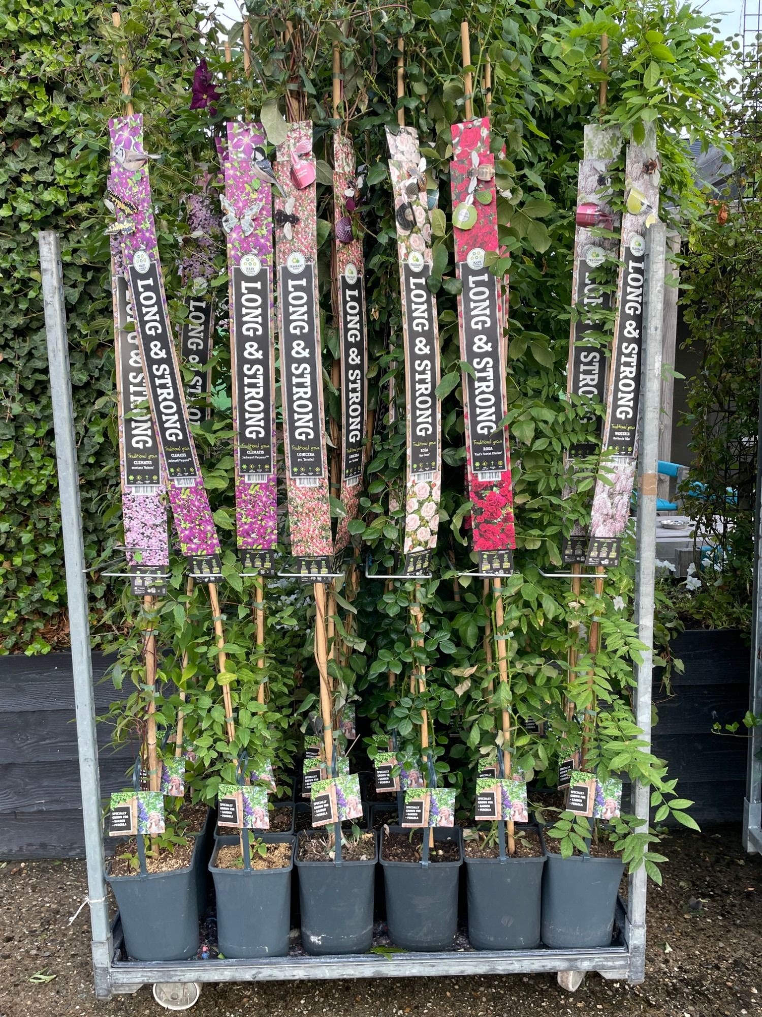 Mix CC Long&Strong incl. presentation rack+label, D 23