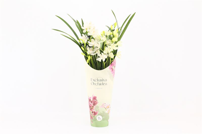 Potcover p14 exclusiva orchidea Cymbidium p14 Ice Dance 4T, D 14