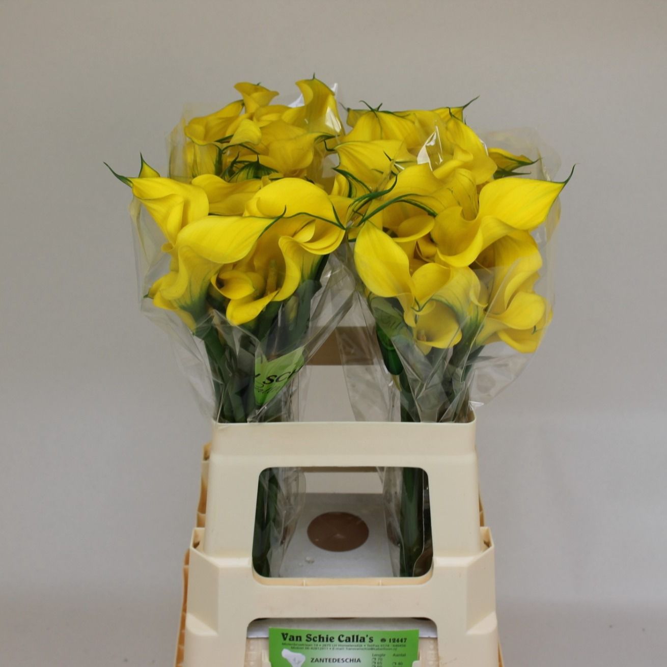 Калла Голд Медал 70, шт.