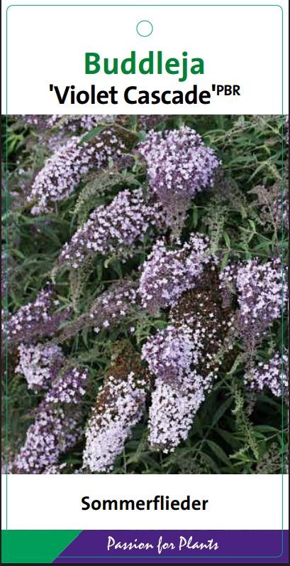 Buddleja dav. 'Violet Cascade' C5, D 23 cm