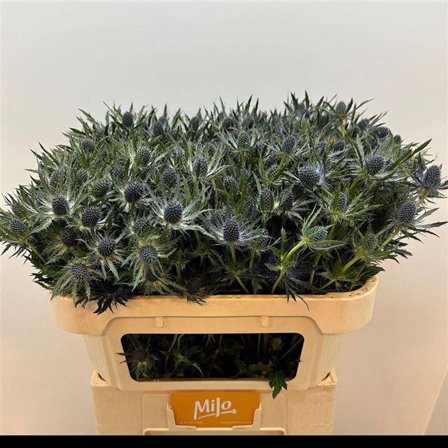 Эрингиум Блю Лагун 70 (син.), шт.