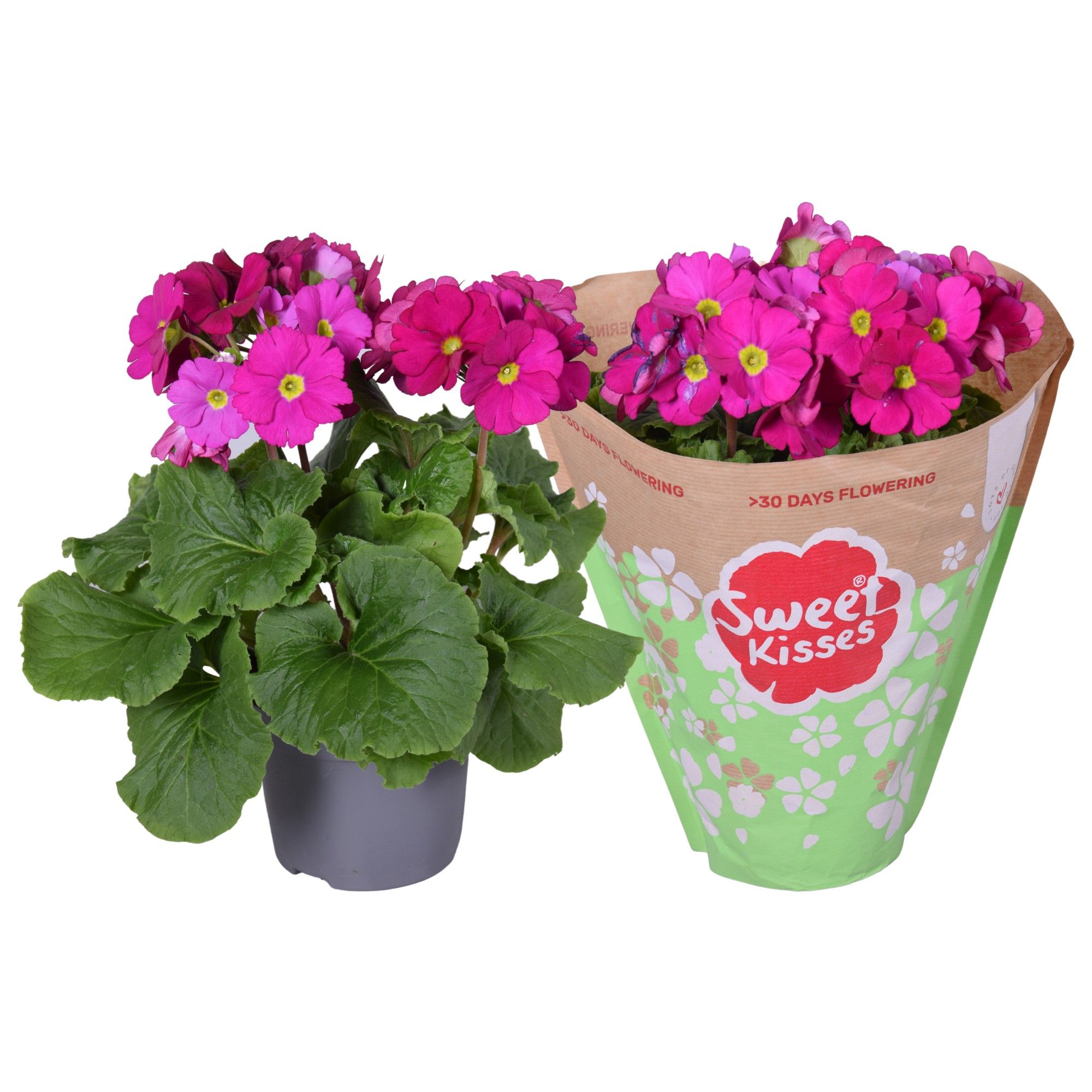 Pr. Sweet Kisses Rood in Papieren Hoes, D 12