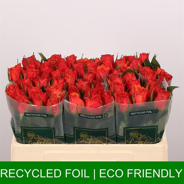 Роза од. Дивоутед 50, шт.