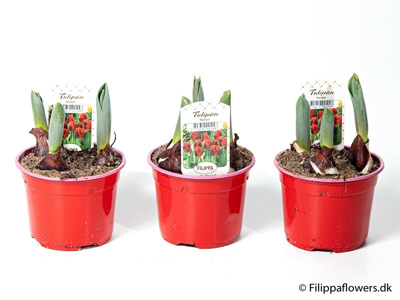 TULIPA FERGANICA 'Rococo', D 10