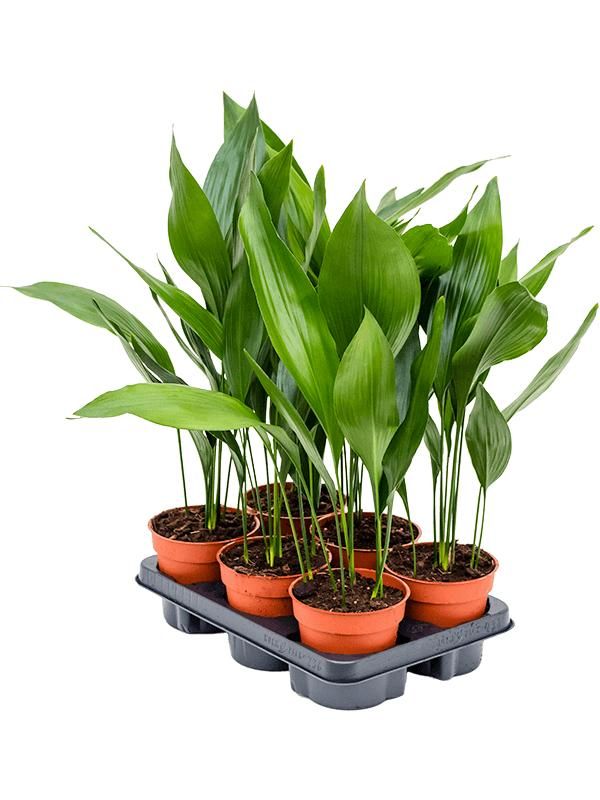 Aspidistra elatior 6/tray, D 13 cm Aspidistra elatior 6/tray, D 13 cm