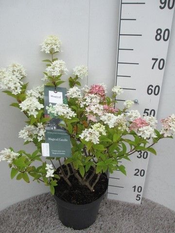 Hydrangea pan. Magical Candle 30-40 P26, D 26 cm