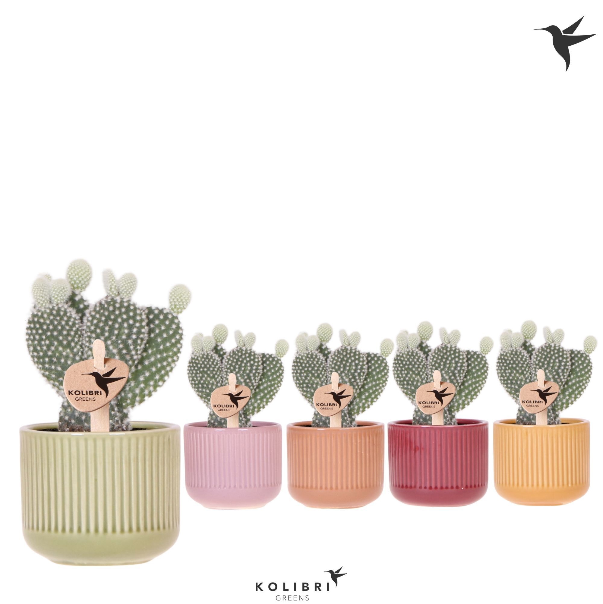 Kolibri Greens Opuntia white in Flare pot mix, D 6