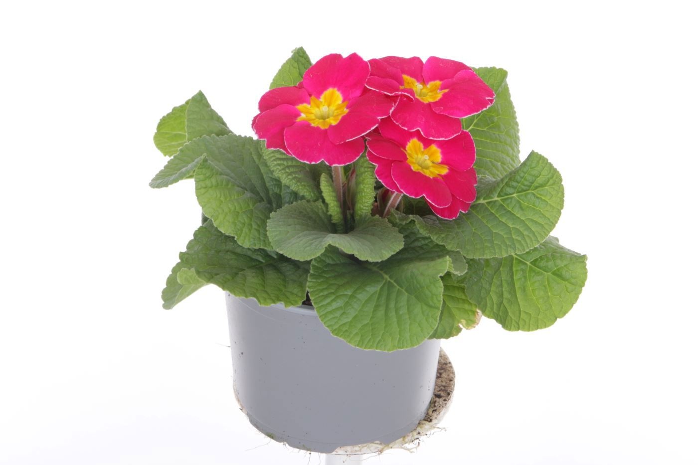 Primula acaulis Evie Rose, D 11