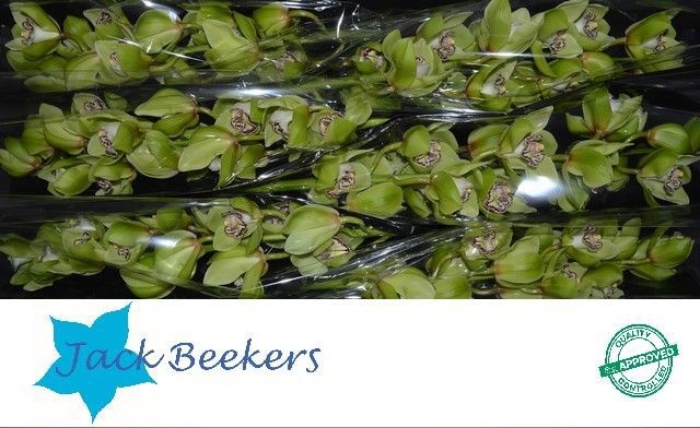 Цимбидиум Мистер Робин Гуд x6 80, шт.