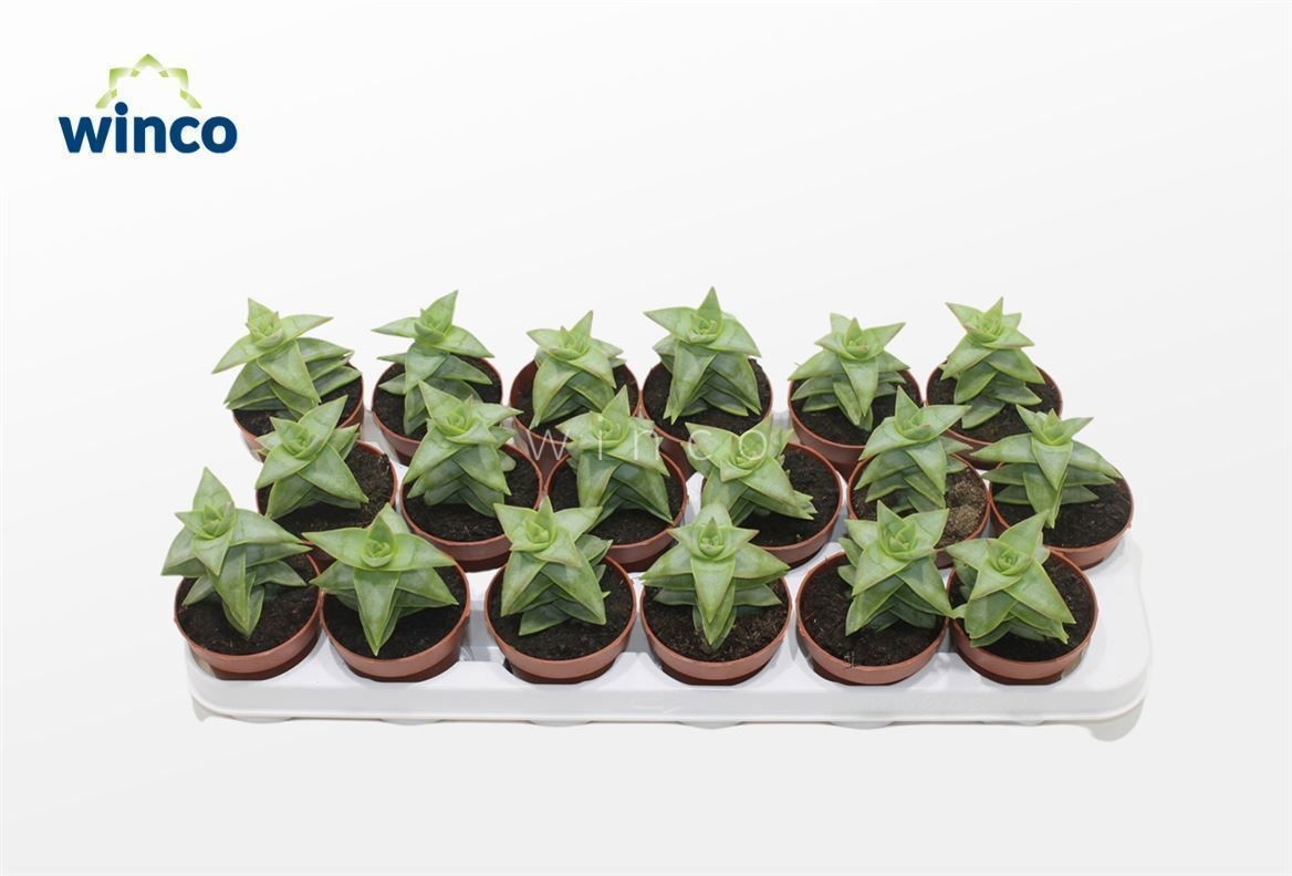 Crassula Perforata Giant, D 8,5 cm