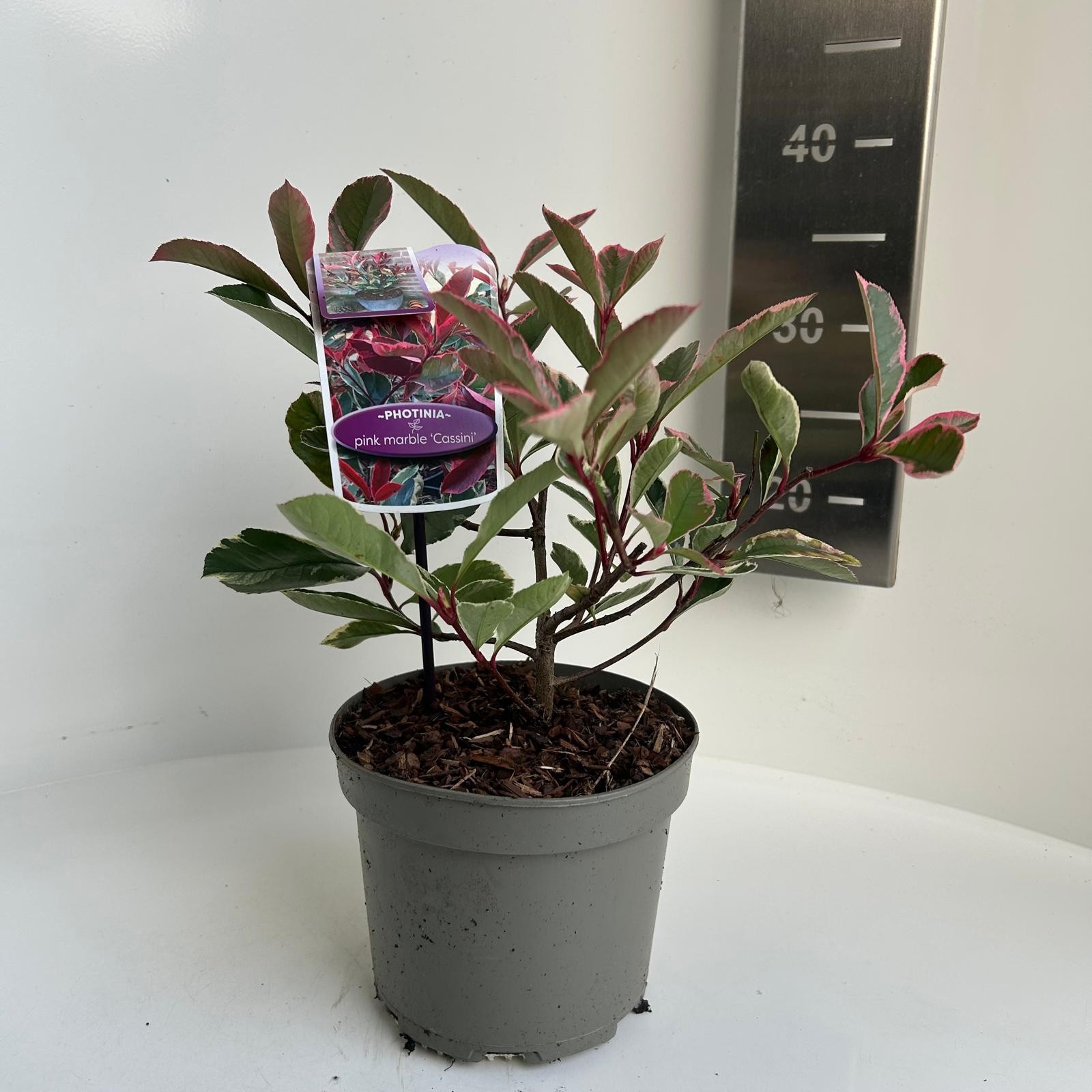 Photinia fras. Pink Marble, D 17